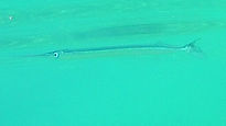 Needlefish (Belonidae)