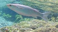 Flathead Grey Mullet (Mugil Cephalus)