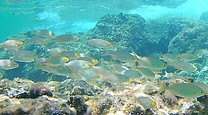 School of Salema Porgy (dreamfish)