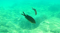 Mediterranean Damsel Fish (Chromis chromis)