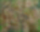 Geralton Wax Desert - Large.jpg