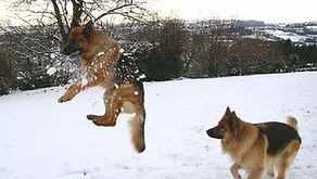 I cani e il freddo