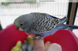 Cobalto FA Violeta DF