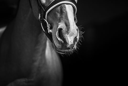 Black and White Fine Art Horse Photography