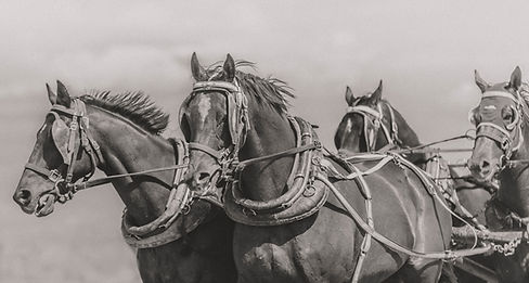 Black and White Fine Art Horse Photography