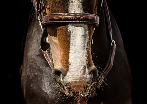 Timeless fine art horse photography