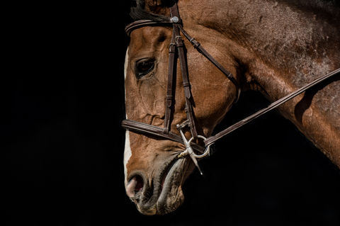 Timeless fine art horse photography