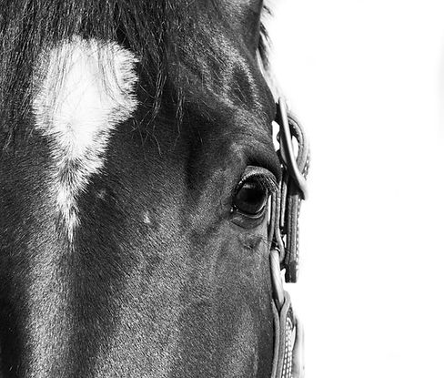 Black and White Fine Art Horse Photography