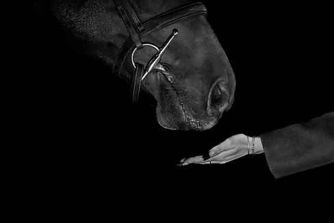 Black and White Fine Art Horse Photography