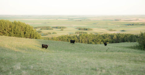 Fine art western wall art