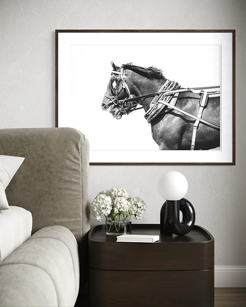 Black and white fine art horse portrait for luxury wall art
