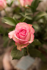 APWUE0952.JPG