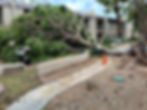 Fallen Tree Our company removed