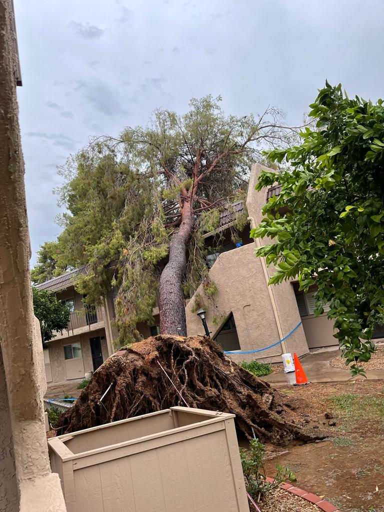 Tree removal