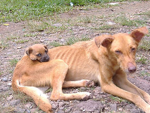 dogstarving_edited.jpg