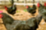 GIRLS IN THE YARD
