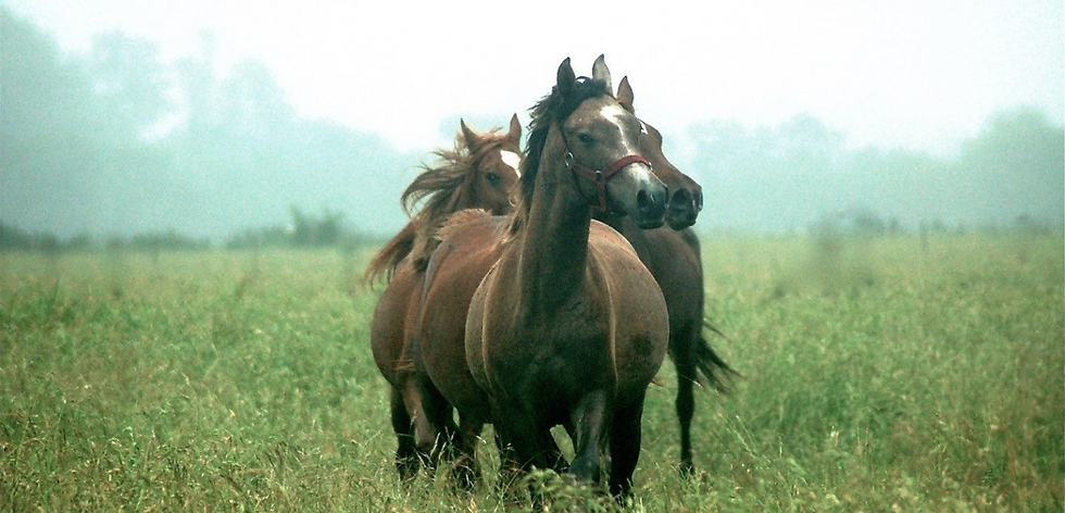 Caballos Portada.png