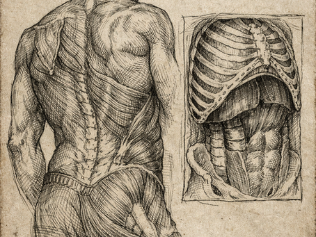 Quadratus Lumborum and Diaphragm- When the right side of your body locks and pulls the shoulder forward