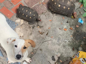 Animais, vítimas de maus tratos, são resgatados em Bento Ribeiro