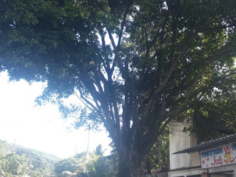 Light marca data para poda de árvores que estão sobre eletricidade em Magalhães Bastos