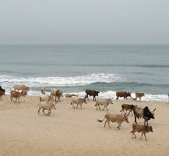 Rooftop Bild Strand Kor.JPG