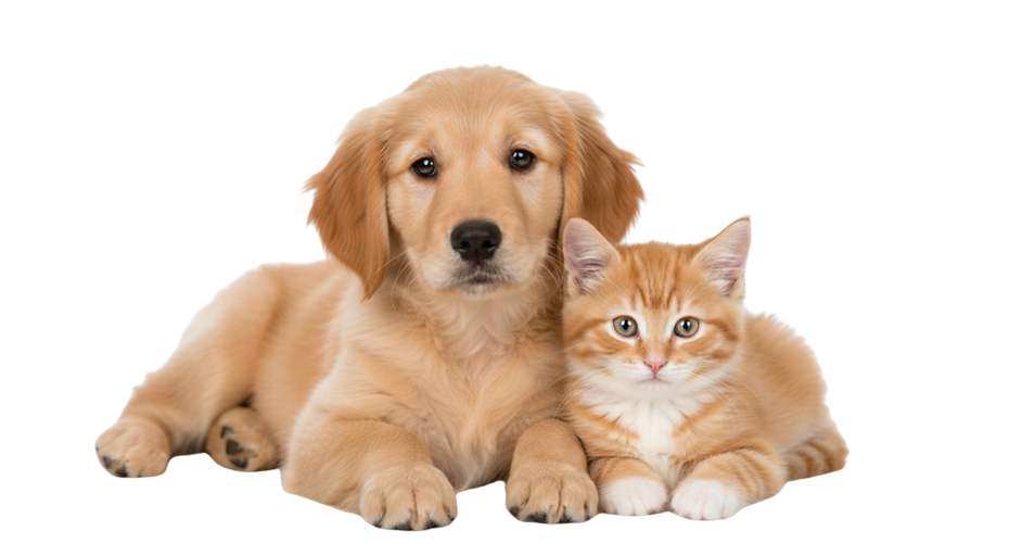 名称未設定 (A5(横)).png