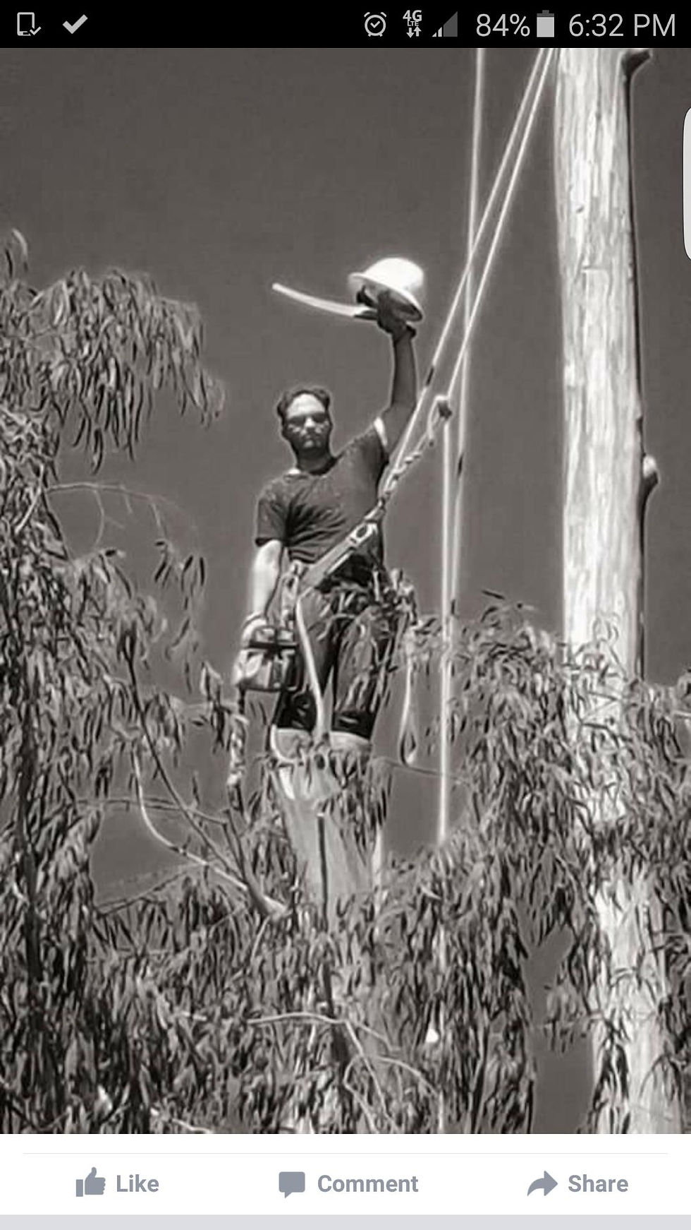 Job Gallery Gentry Tree Service Lake County, CA