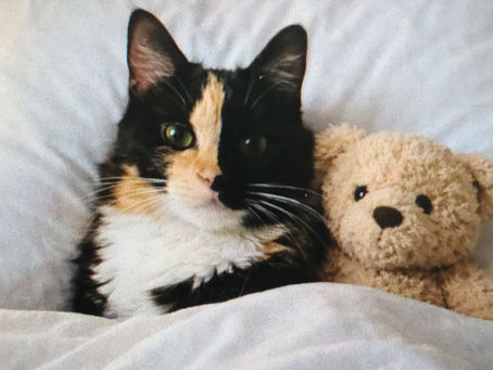 Tips to get Better Sleep: Counting Sheep, Cats and Coffee