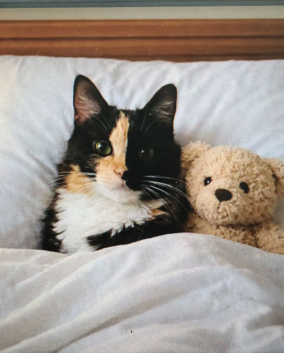 Reecie the Cat. Calico cat snuggled under white blankets with a teddy bear, creating a cozy and heartwarming scene. Wood headboard in the background.