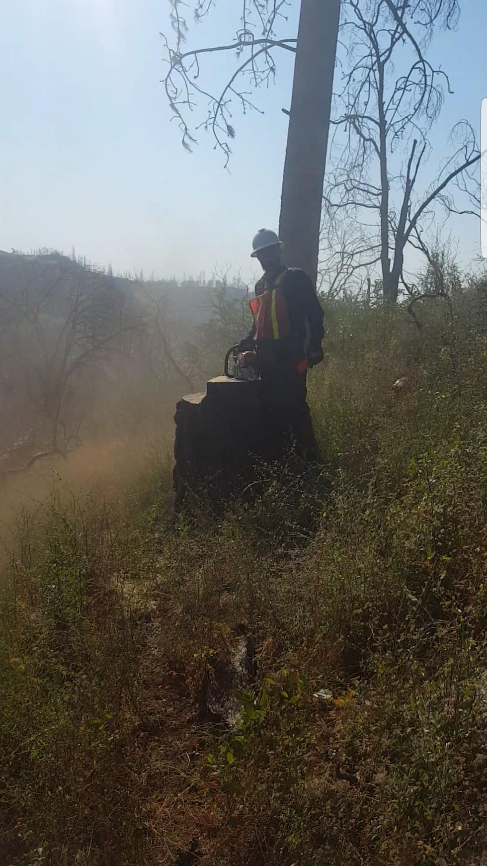 Job Gallery Gentry Tree Service Lake County, CA