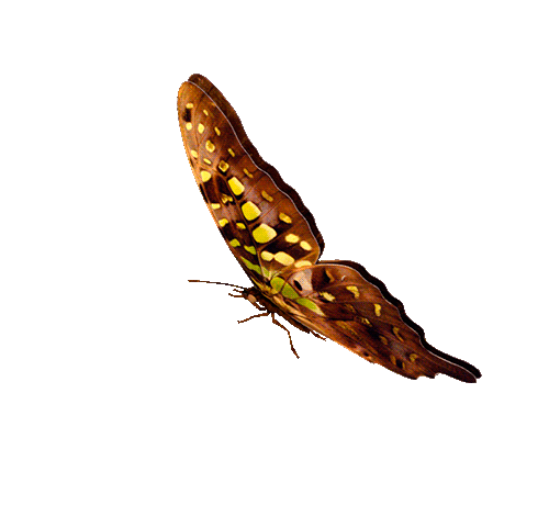 danica-papillon.gif