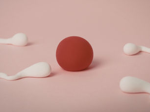 fertility egg