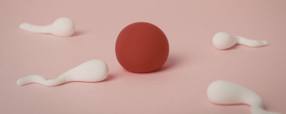 fertility egg