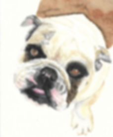 retrato pet - personalizado - A3