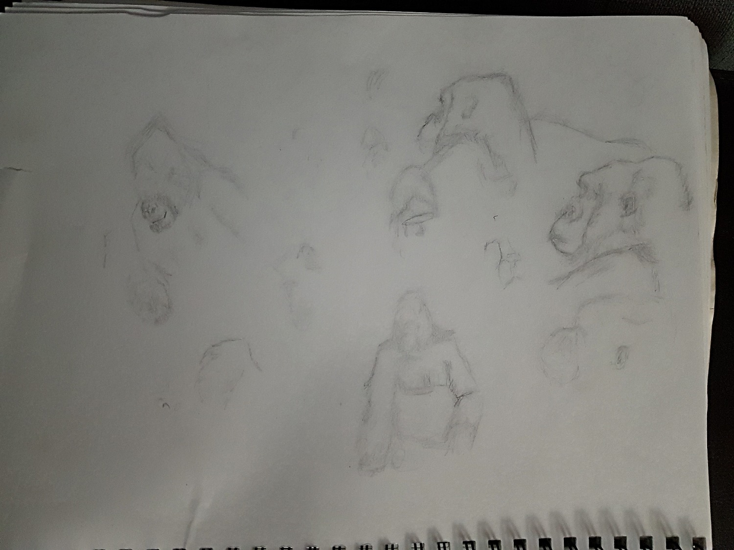 1st sketch gorilla visit