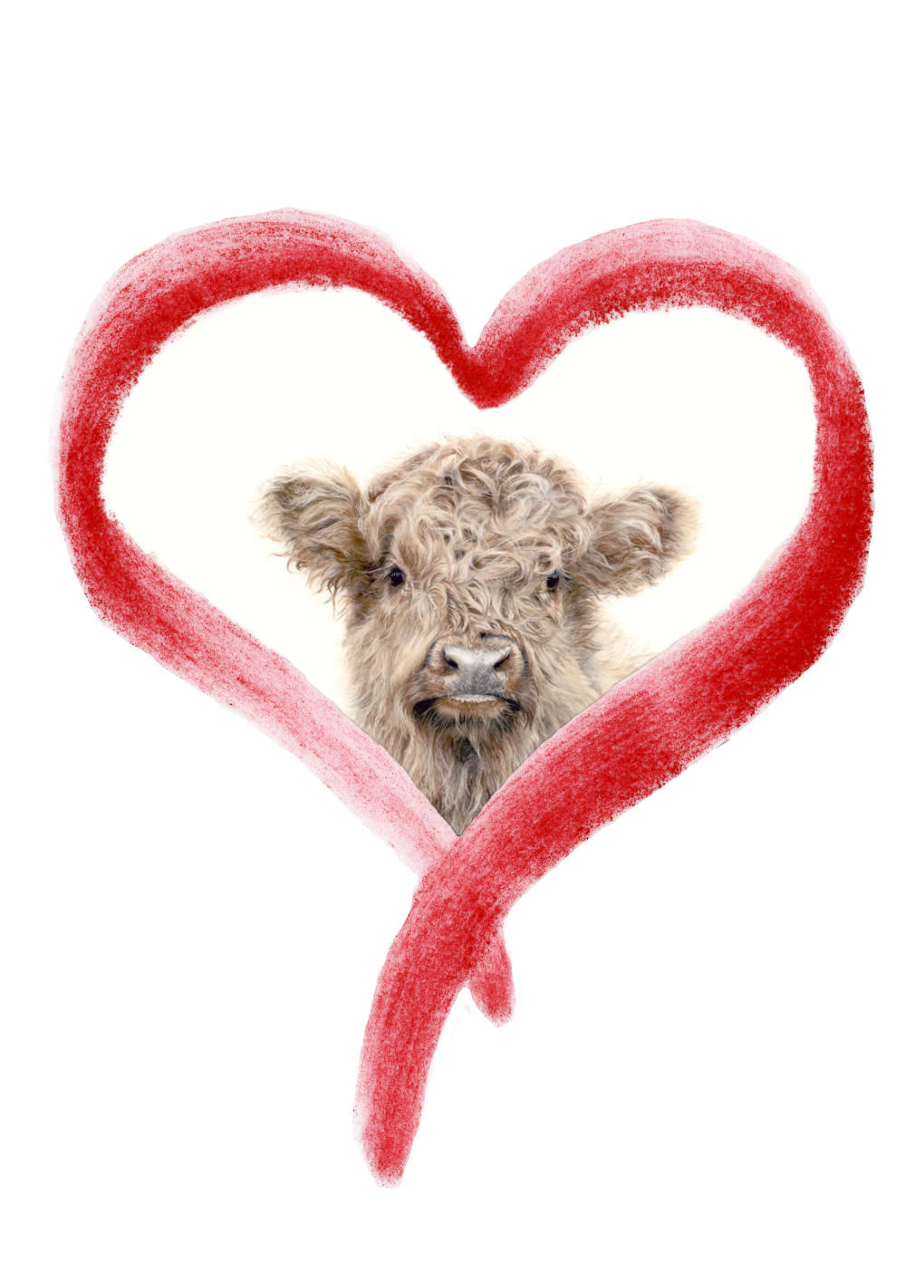 Valetines fine art print with highland cow