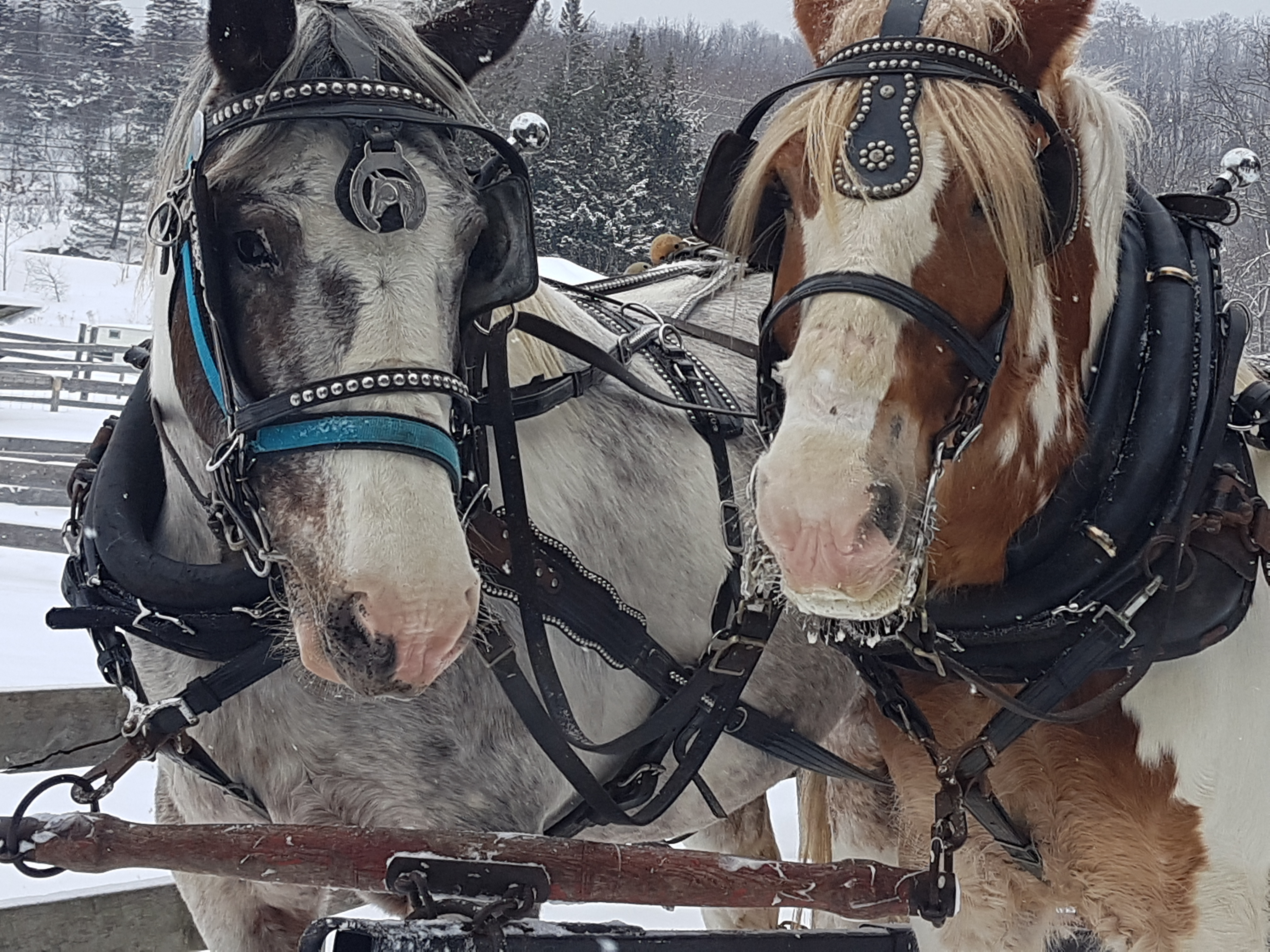 Draft Horses