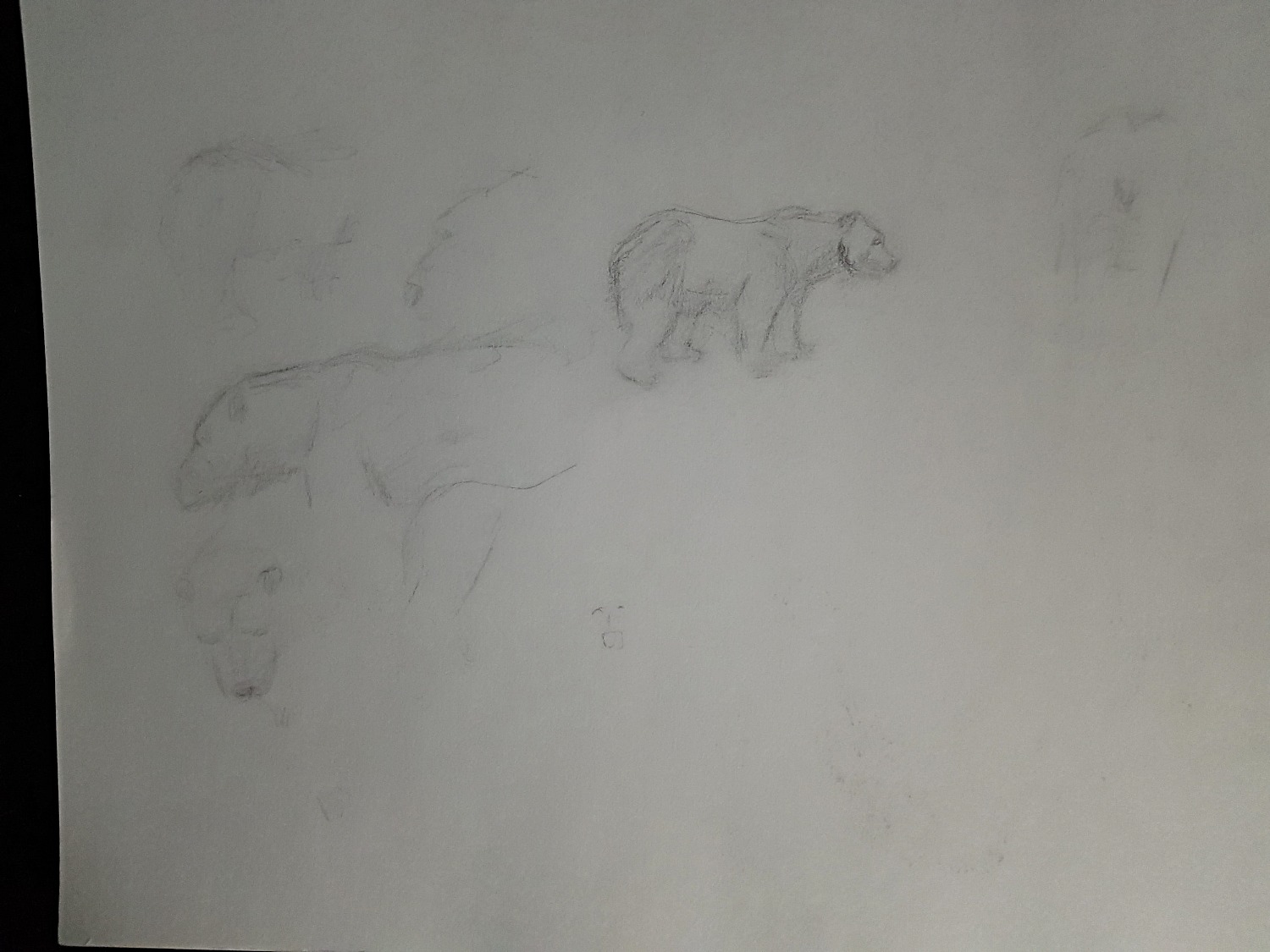 !st zoo visit polar bear sketch
