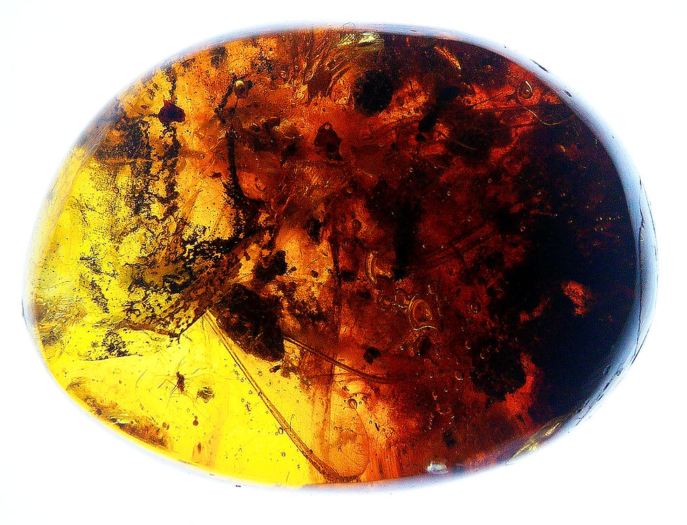Burmese amber with unidentified insect inclusion displayed on a light board