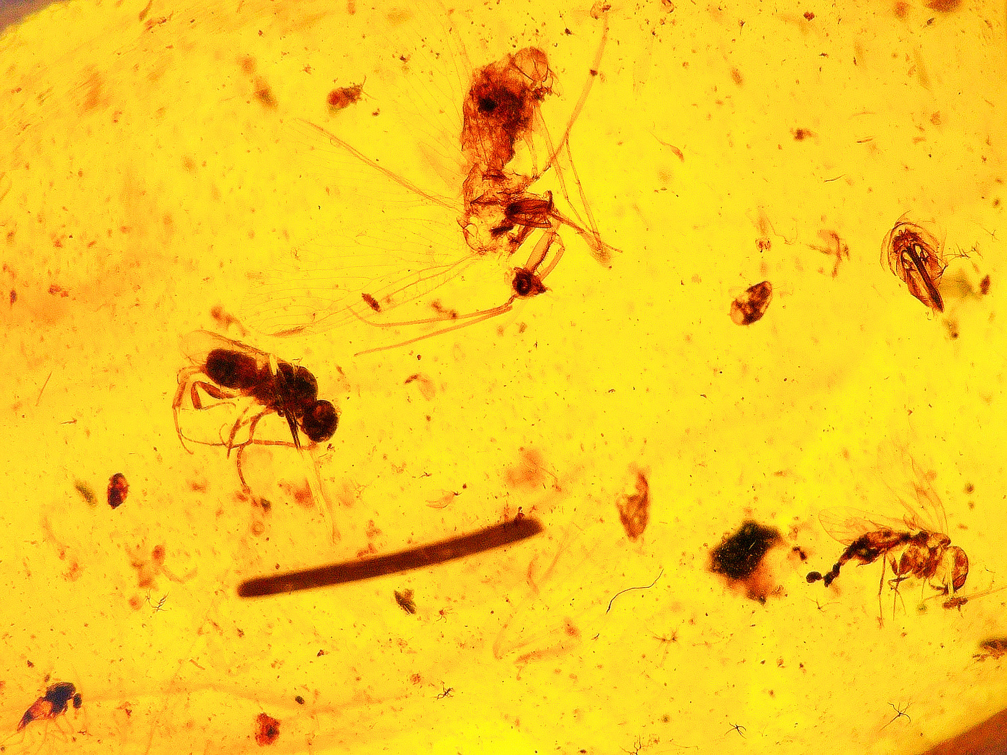 Burmese amber with mantidfly inclusion under a microscope