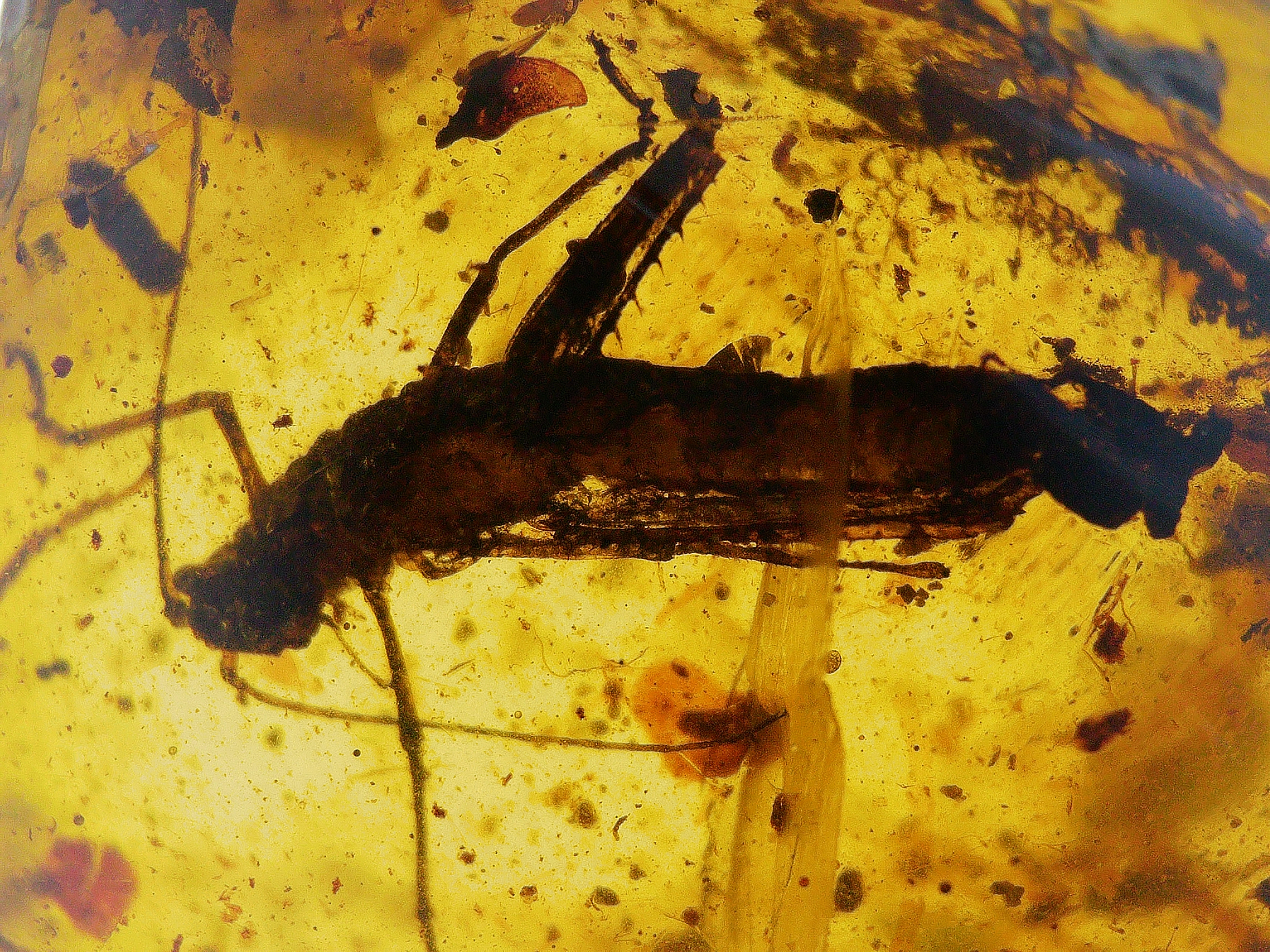 Amber with insects #2256 • Burmese amber with swarm of insects inclusion