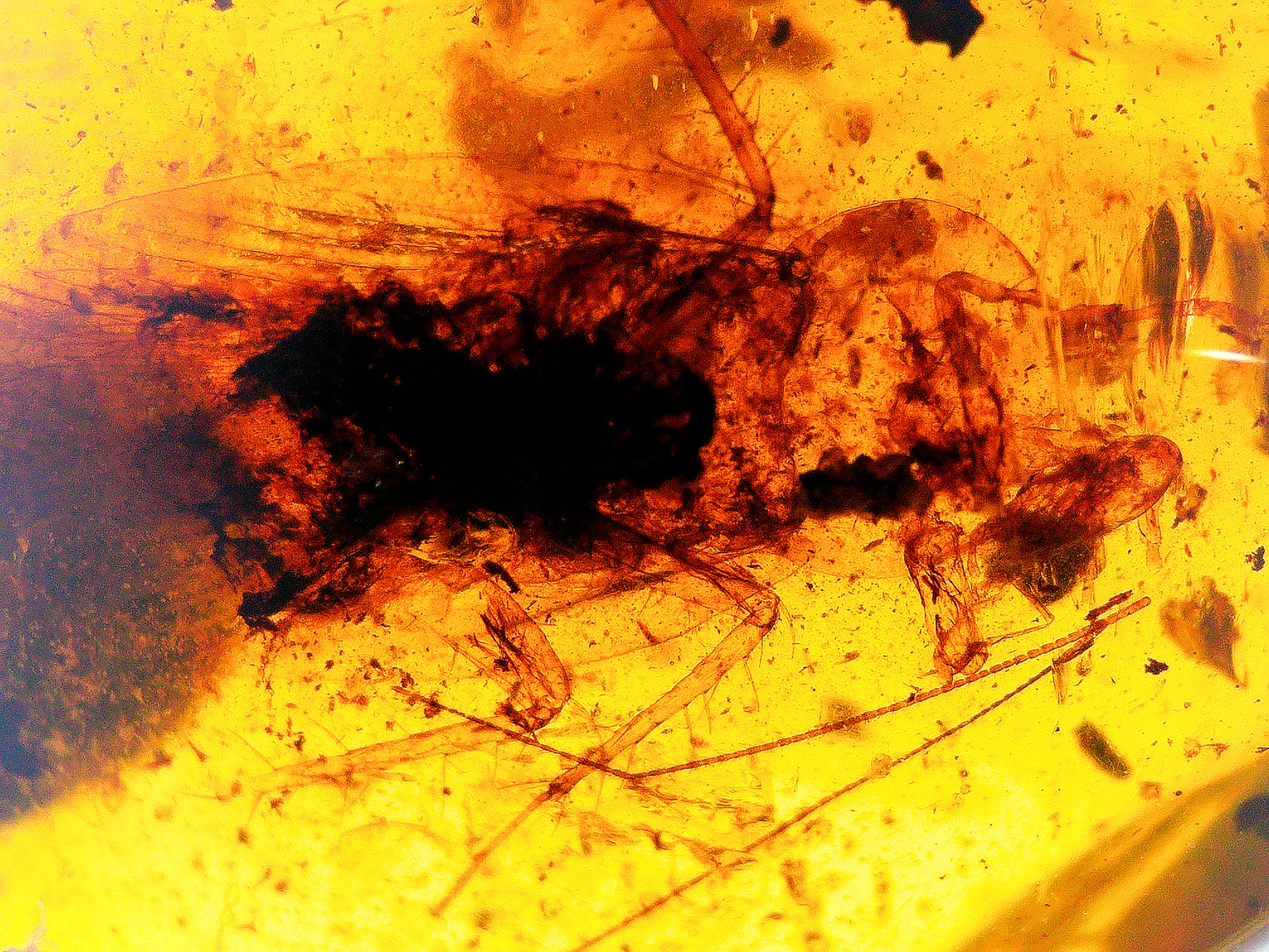 Dominican amber with blattodea inclusion under a microscope