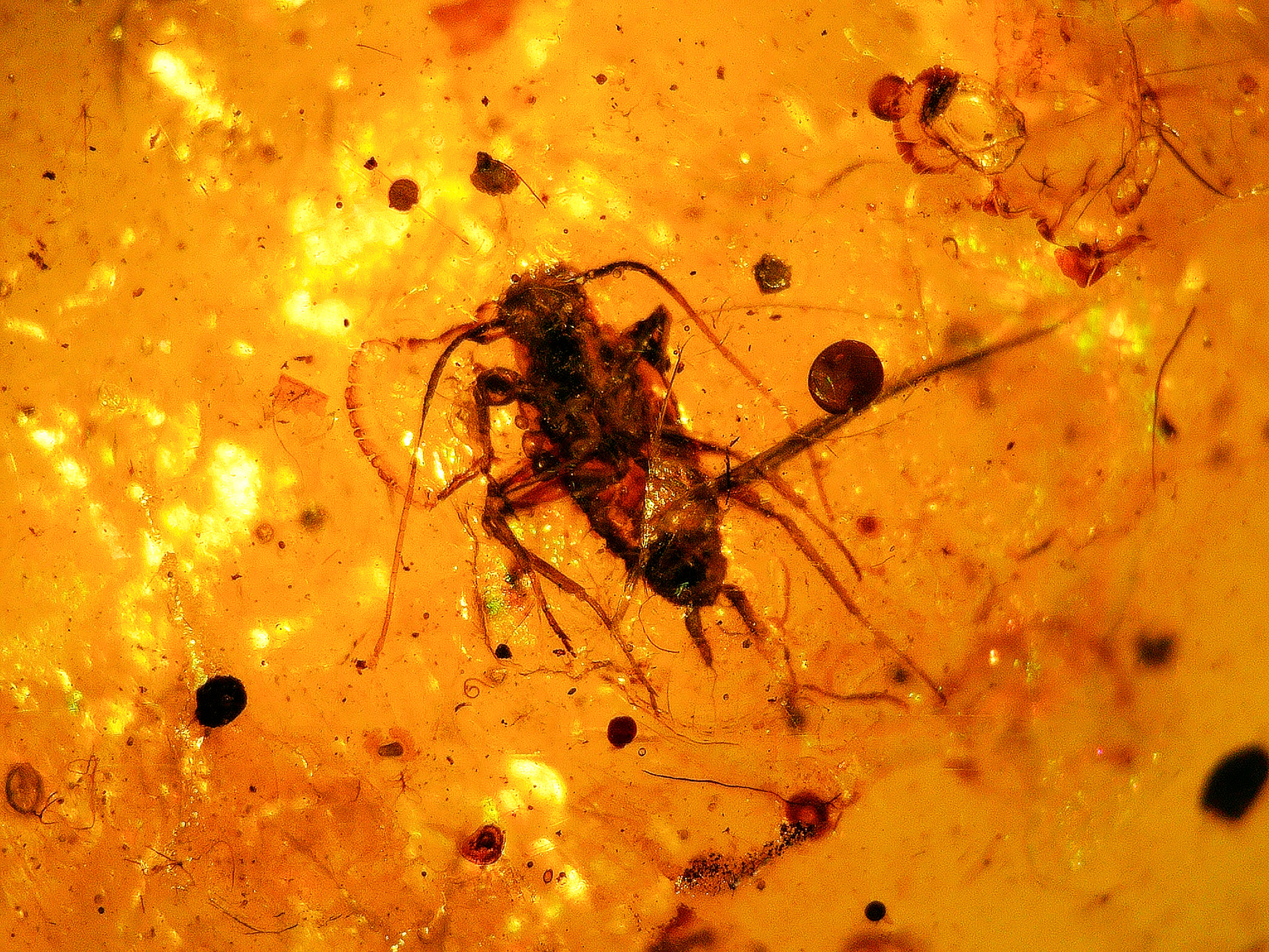 Burmese amber with cricket inclusion under a microscope