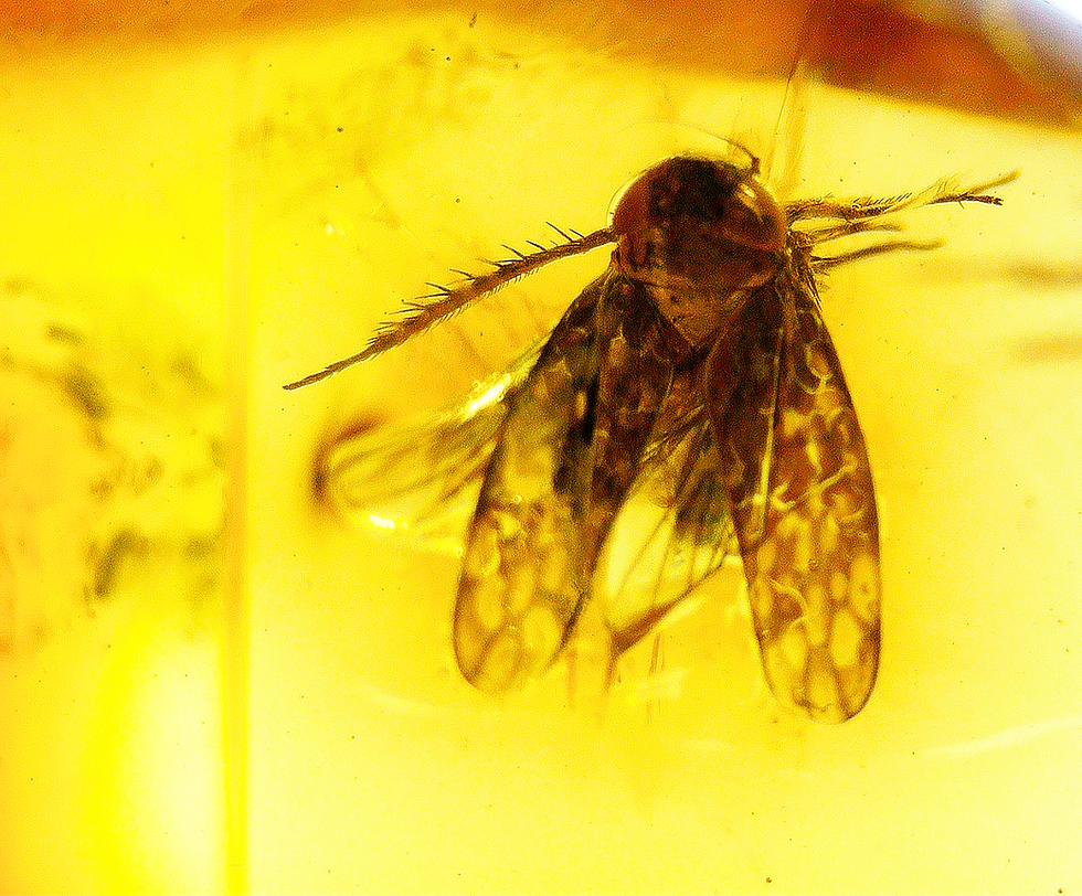 Dominican amber with diptera inclusion under a microscope