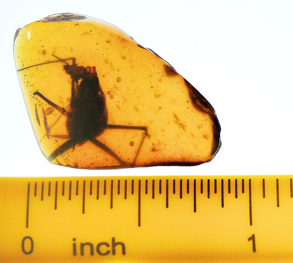 Thumbnail: Burmese amber with Blattodea inclusion next to a ruler