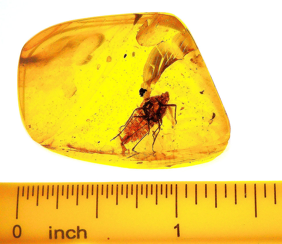 Thumbnail: Burmese amber with Hemiptera inclusion next to a ruler