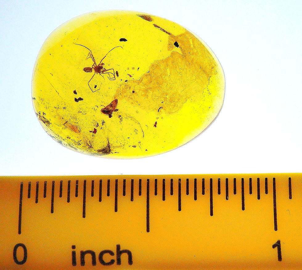 Thumbnail: Burmese amber with Arachnida spider inclusion next to a ruler