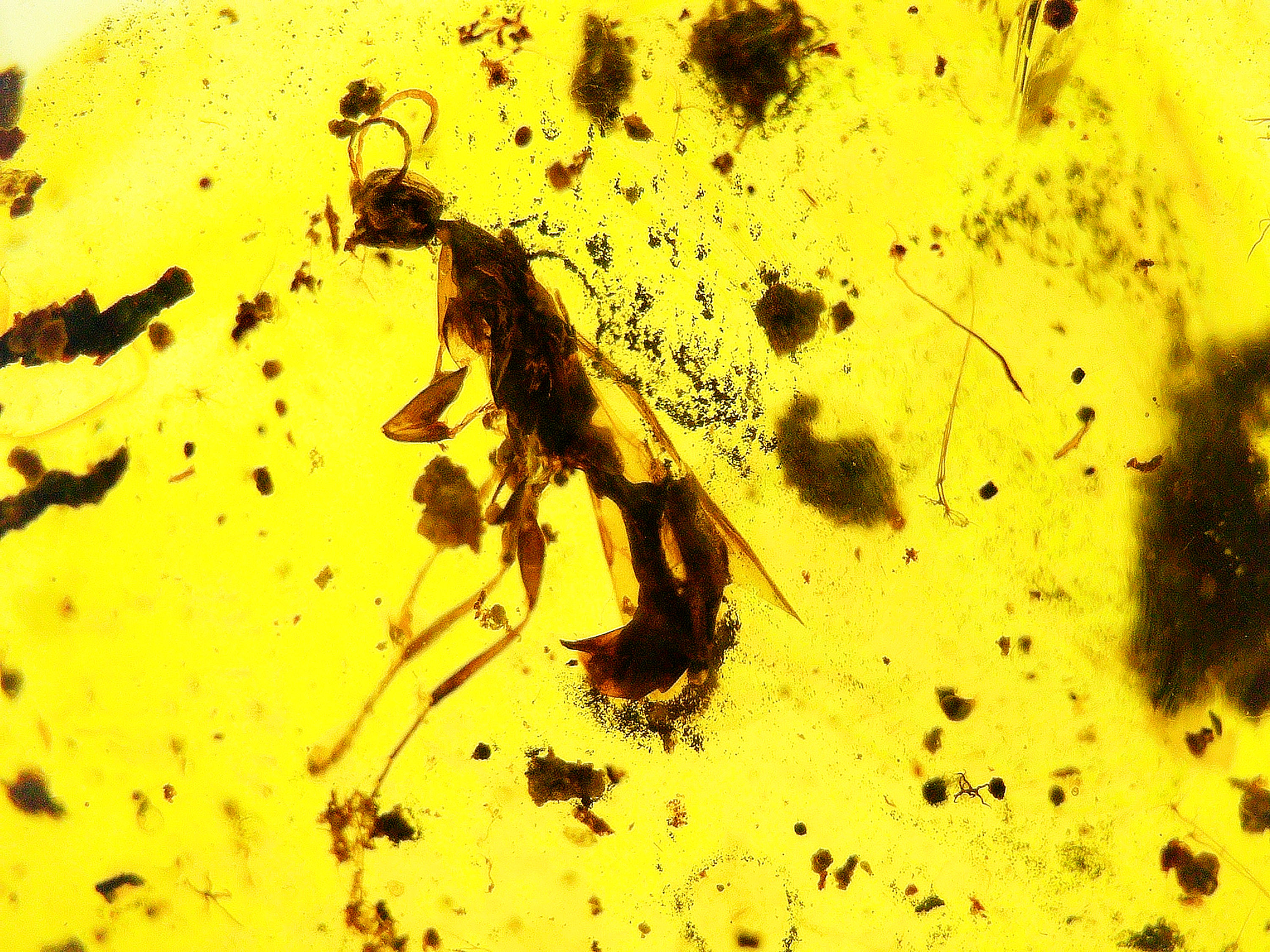Burmese amber with insect inclusions under a microscope