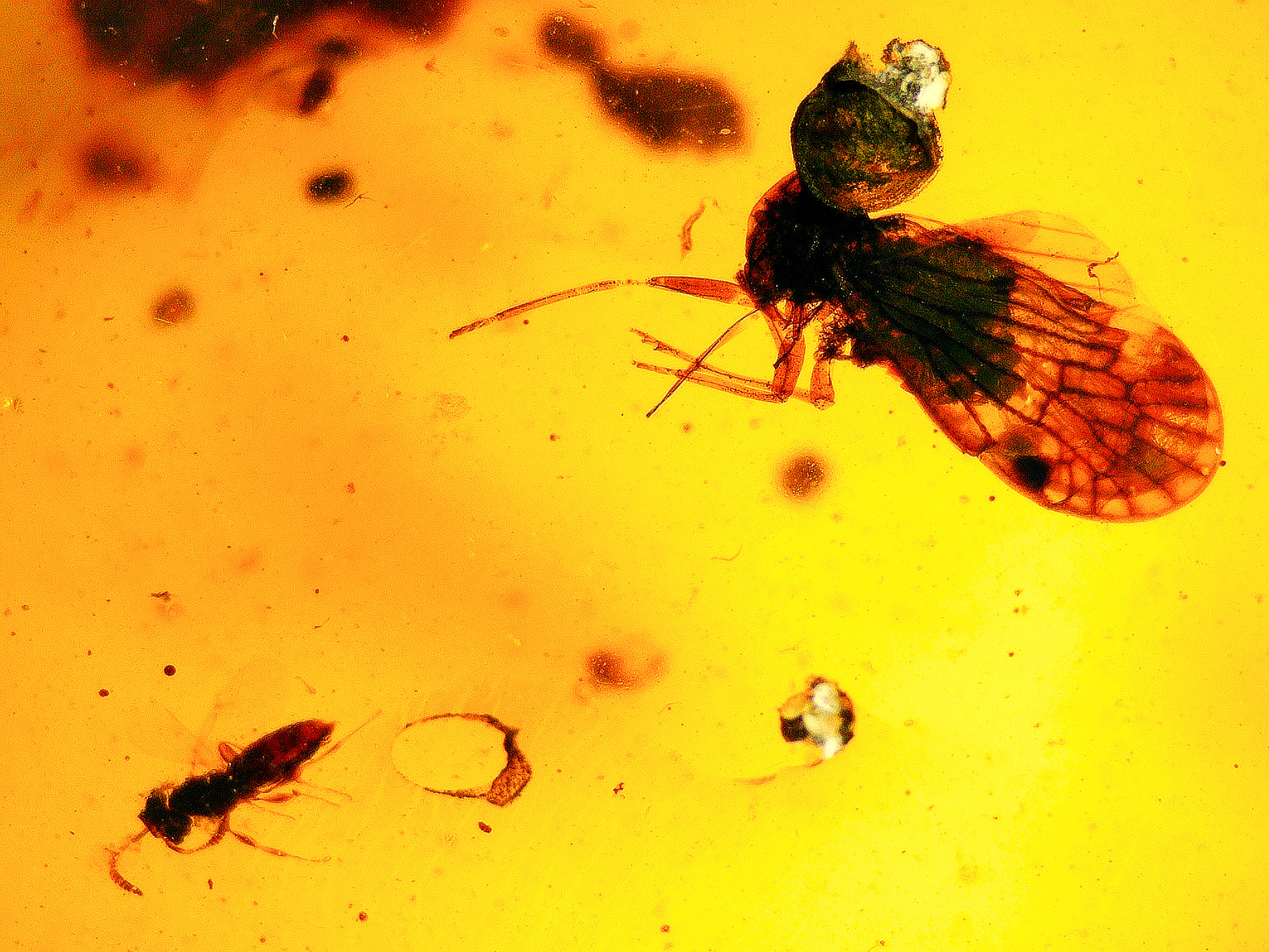 Burmese amber with swarm inclusion under a microscope