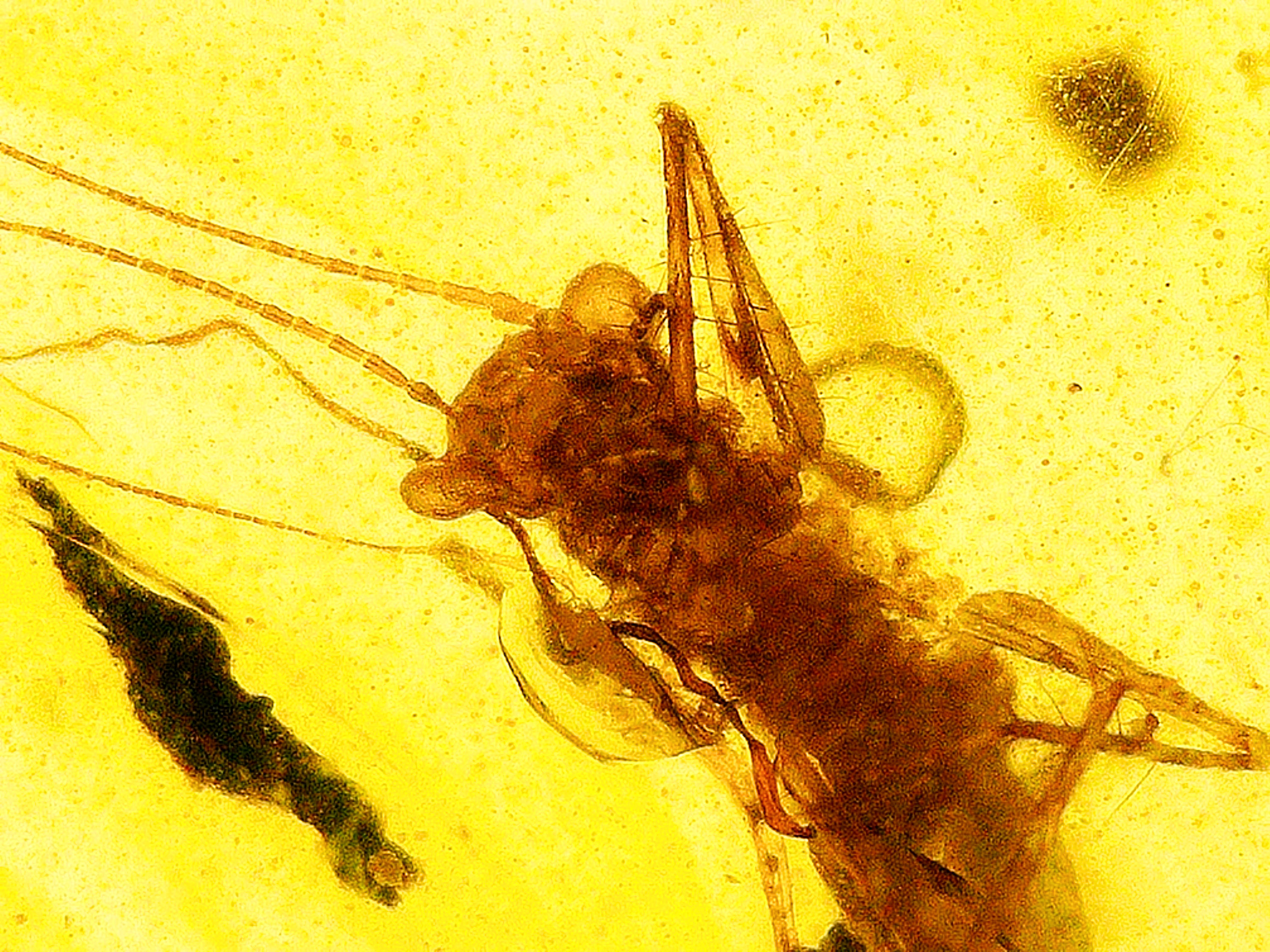 Burmese amber with insect inclusion under a microscope